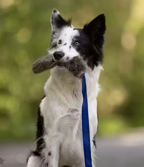 Hovedbilde Doggie-Zen Beverpels med langt håndtak