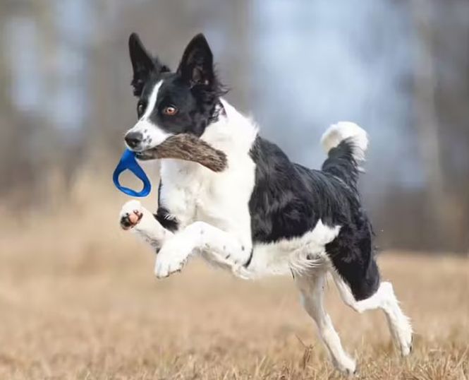 Hovedbilde Doggie-Zen Beverpels med håndtak, lommeformat