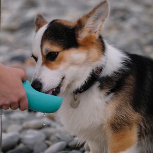 Corgi som drikker av en vannflaske til hund