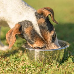Jack Russell terrier som spiser hundefôr