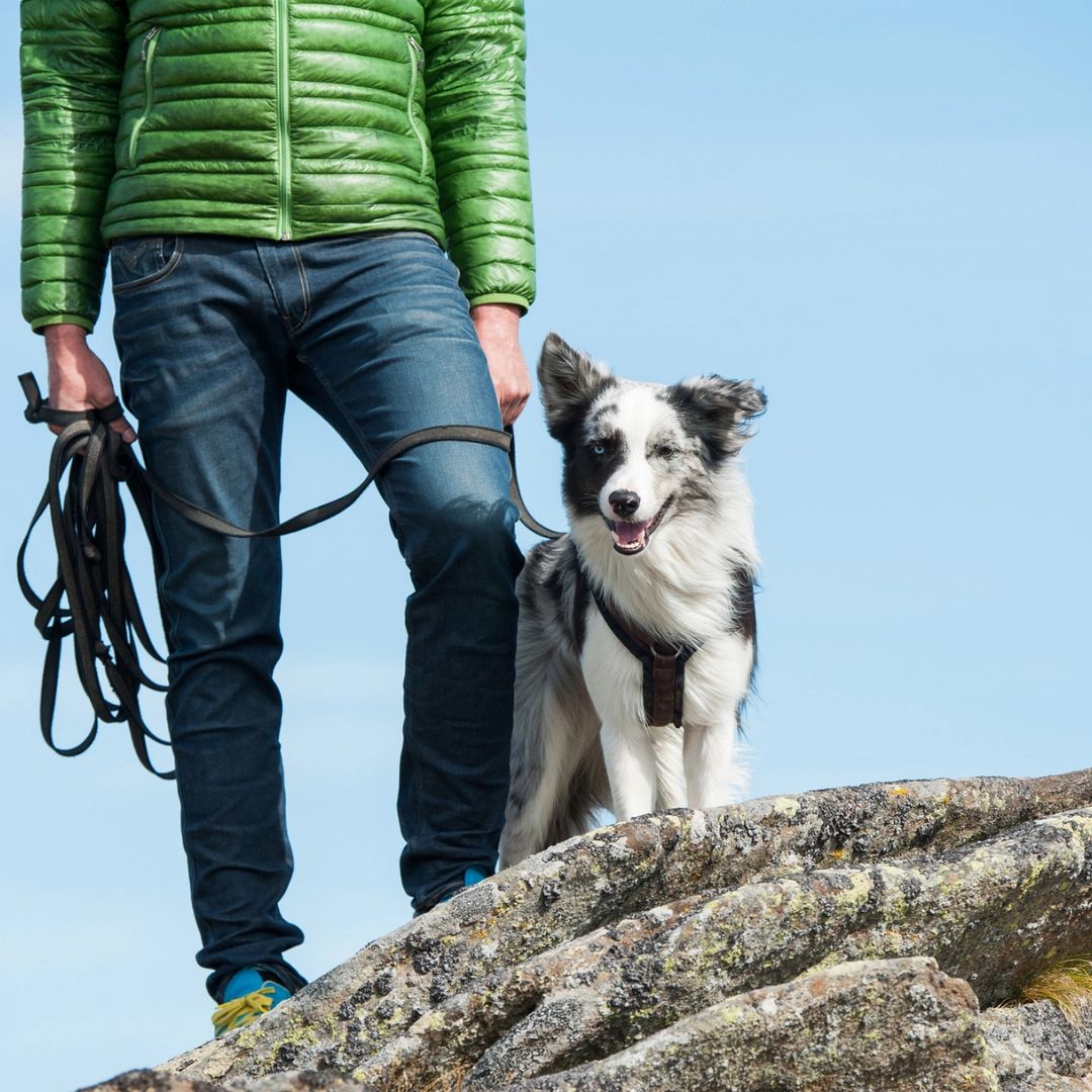På tur med hund med Border Collie i langline